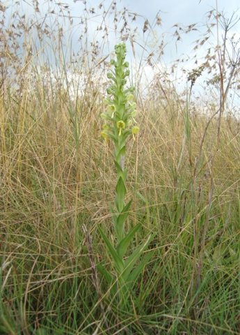 Habenaria epipactidea leaves